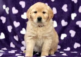 Our full list of available dogs is accessible to approved adopters only. Golden Retriever Mix Puppies For Sale Puppy Adoption Keystone Puppies