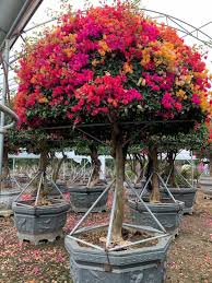 Image result for Bougainvillea