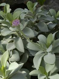 Image result for Kleinia grantii