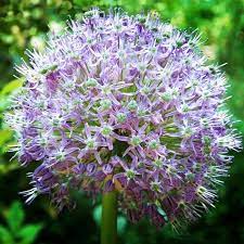 Beautiful Flowers And Quotes Flowers Beautiful Flowers Amazing Flowers