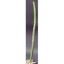 Image result for Euphorbia griseola
