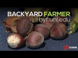 Hazelnuts Youtube