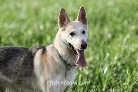 Deutscher schäferhund husky mix color. Kiara Schaferhund Husky Mischling Im Tierheim Pfotenteam Com