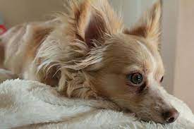 The chigi is not a purebred dog. My Corgi X Chihuahua Mix Toblerone Imgur