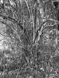 Image result for Rytigynia sp. M