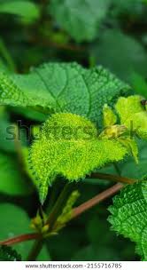 Image result for Boehmeria macrophylla