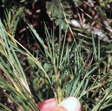 Image result for Dichapetalum edule