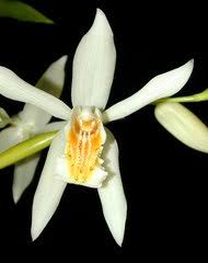 Image result for Diaphananthe odoratissima