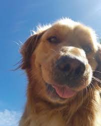 Golden Retrievers That Will Melt Your Heart 2020 Sevimli Kopek Yavrulari Hayvan Mizahi Golden Retriever