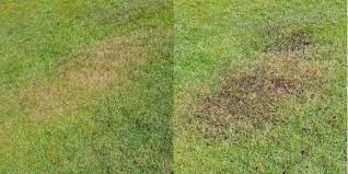 Choose a type that matches the topsoil already present. Topdressing A Lawn How Why Techniques Benefits And Smart Tips