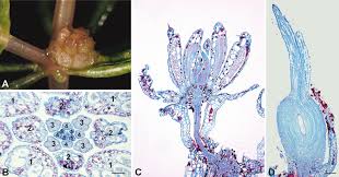 Image result for Ceratophyllaceae