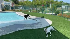 Find and book unique accommodation on airbnb. Splish Splash With Poppy Savannah Youtube