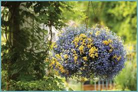 Sulamadığınız da yaprakları daha da yeşil renge bürünüp canlanıyor. Bahce Cicekleri Asili Kapali Tirmanma Tesisleri Liste Fotograf Isimler Dionea Veya Venus Sinek Tuzagi