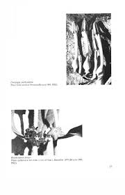 Image result for Ceropegia paricyma