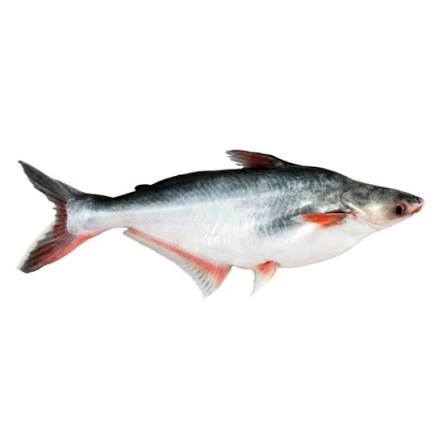 পাঙ্গাস মাছ