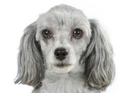 Glaucoma can be painful and approximately 40 percent of cases lead to blindness within one year. Glaucoma In Dogs Gensol Diagnostics