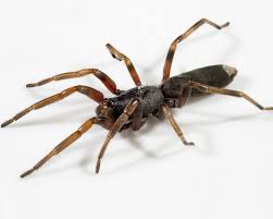 Spiders are a part of life, and can even be a beneficial form of pest control in your garden. Spiders