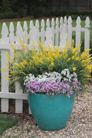 Easter Inspired Container Garden For Spring Carmen Johnston Gardens Container Gardening Sweet Broom Broom Plant