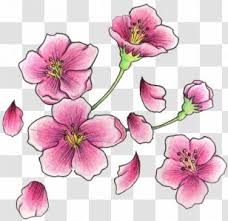Variations in cherry blossom art. Cherry Blossom Tattoo Drawing Tree Watercolor Transparent Png