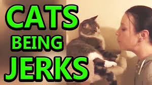 Cats Being Jerks Best Video Compilation 2018 Funny Cat Videos Youtube Cats Funny Cat Memes