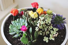 How to pick the best cactus. A Vintage Planter Cacti Garden A Beautiful Mess