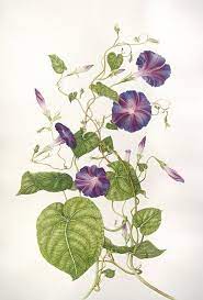 Botanix Ipomoea Purpurea Botanical Drawings Botanical Illustration Vine Drawing