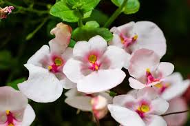 Image result for ostruhatka