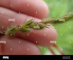 Image result for Alloteropsis