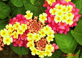 Lantana Camara Also Known As Spanish Flag Or West Indian Lantana These Delicate Flowers Are Butterfly Magnets It Has Plants Unique Flowers Tropical Flowers