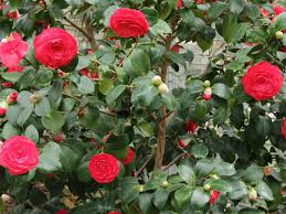 Camellia Japonica Japanese Camellia World Of Flowering Plants Flowers Planting Flowers Indoor Flowering Plants