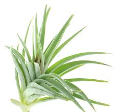 Tillandsia Recurvifolia Boule Plantes Sans Terre Plante Epiphyte