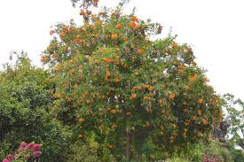 Image result for Tecoma stans