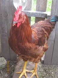 Originating in the new england states. Production Red Rir Hen Or Rooster Backyard Chickens Learn How To Raise Chickens