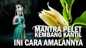 Bukan tanpa alasan, ia mengonsumsi bunga demi mendapatkan khasiat tertentu. Mantra Pengasihan Kembang Kantil Dan Cara Prakteknya Tanpa Puasa