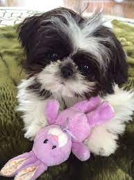 Toy Shih Tzu Lola Happy Easter Shih Tzu Dog Shih Tzu Puppy Cute Animals