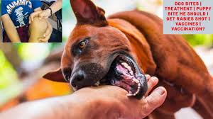 Does my pet need a rabies shot every year? Dog Bites Treatment Puppy Bite Me Should I Get Rabies Shot Vaccines Vaccination Bhola Shola Youtube