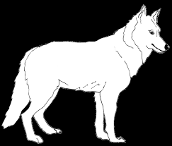 https www wwf de fileadmin fm wwf publikationen pdf wolf unterrichtsmaterial pdf
