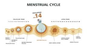 Periods Or The Menstrual Cycle In Women