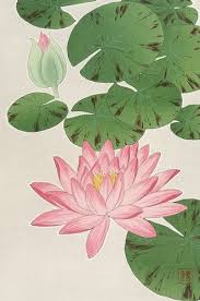 Henry Sotheran S Water Lilies Art Lilies Drawing Flower Drawing