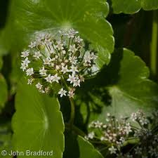 Image result for Hydrocotyle