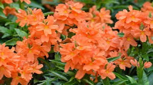 Image result for Crossandra puberula