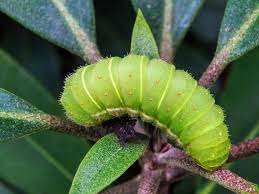 The most common luna moth cocoon material is metal. How To Get Rid Of The Luna Moth Caterpillar How I Get Rid Of
