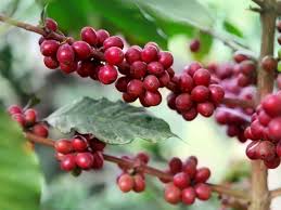 Caffeine is the principal active compound in coffee, but other compounds are also present which can. History Of Coffee The History Kitchen Pbs Food