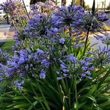 Discover what makes our weddings so special. Agapanthus Blue How To Care For African Lily Of The Nile