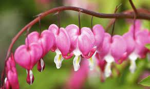 Let's learn more about the meaning of latin plant names with this short but sweet botanical nomenclature guide. Alan Titchmarsh S Guide To Latin Names Of Our Favourite Flowers Express Co Uk