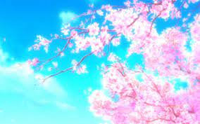Just below the image you'll see a button that says download. 190 Sakura Hd Wallpapers Hintergrunde