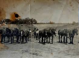 trade in Gippsland bred horses ...