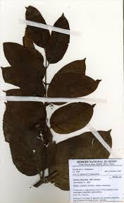 Image result for Psydrax subcordata