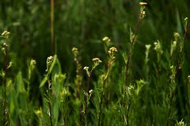Image result for Schistostephium crataegifolium