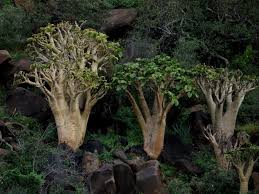 Image result for Cyphostemma schlechteri